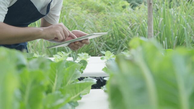 Organic farming, salad farm. Farmers recheck quality record on application on tablet. Hydroponics vegetable grow naturally. greenhouse garden, Ecological Biological, Healthy, Vegetarian, ecology