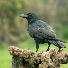 Obraz premium crow perched on a log cloudy day