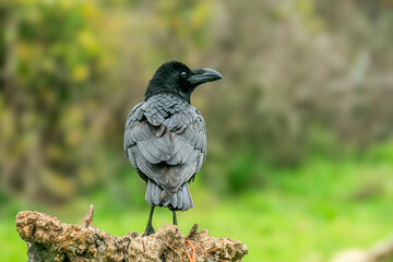 Obraz premium crow perched on a log cloudy day