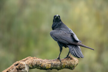 Obraz premium crow perched on a log cloudy day
