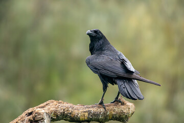 Obraz premium crow perched on a log cloudy day
