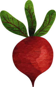 Watercolor beet with green leaves, isolated