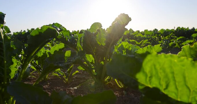 Green beet plant sprouts in backyard garden patch, young farm beetroot vegetable plants growing out of ground soil on sunny summer day