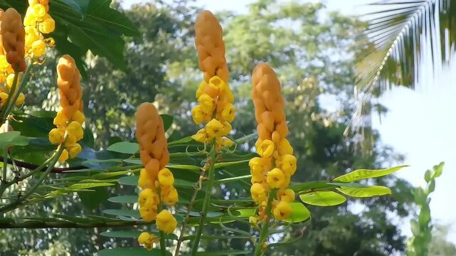 Fixed medium shot of beautiful yellow flower spikes of Senna alata (candle bush or Cassia alata) blooming in nature.