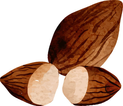 Watercolor almonds with one cut in half