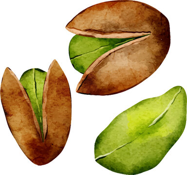 Watercolor pistachios with shells and kernels