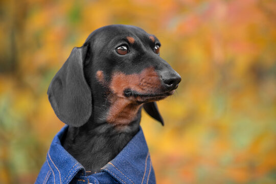 Close portrait of a black and tan dachshund dog in a denim jacket looking aside against a blurred golden autumn forest background, secretive puppy glance, seasonal pet style.