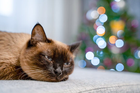 Siamese cat lying on a gray sofa with head down and relaxed eyes, soft indoor lighting with shallow depth of field and colorful christmas tree bokeh behind, cozy winter home atmosphere during evening