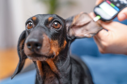 Alert black dachshund dog looking forward while a hand presses a testing meter insulin and glucose levels in the blood to its ear during a gentle indoor health check