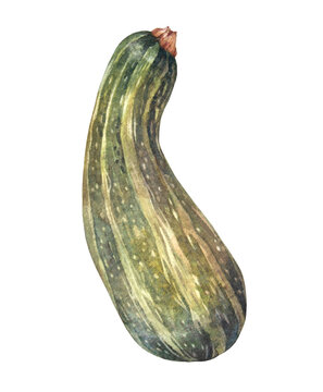 Watercolor green squash zucchini isolated on white background. Courgette. Autumn vegetable raw food for sticker or menu card. Hand-drawn clipart for kitchen. Wallpaper and wrapping or textile