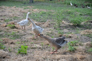 Geese © Steve