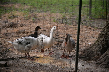 Geese © Steve
