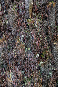 Fibrous Tree Fern Trunk Natural Texture