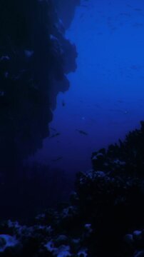 Soft blue hues envelop an underwater scene as small fish swim gracefully near a rocky landscape. Kelp sways gently, creating a serene atmosphere in the deep ocean waters.