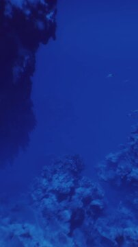 Beneath the surface, vibrant coral formations and marine life create a mesmerizing underwater scene, with shades of blue illuminating the ocean depths during a serene exploration.