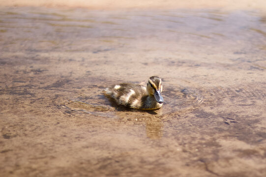 baby duck in the river