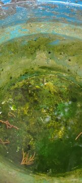 Close-up of a vibrant green aquarium with small fish swimming.