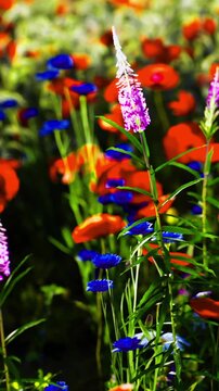 In a lively meadow, red poppies dance among blue blossoms and lush greenery. Sunlight bathes the scene, highlighting the stunning array of colors and the beauty of nature.
