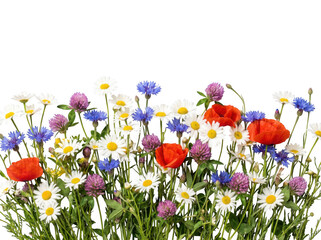 Obraz premium Colorful wild meadow flower bouquet with wildflowers, cornflower, blooming isolated on transparent background