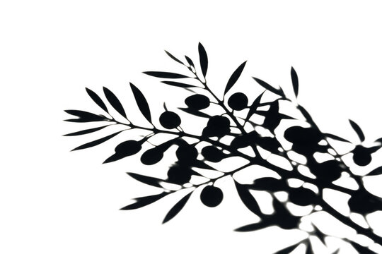 Silhouette shadow of olive branch with fruits as PNG element isolated on transparent background