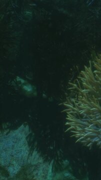 Vivid coral stands out against the shadowy seaweed, illuminating the depths of the ocean. The contrasting colors showcase the beauty of marine life in this serene underwater setting.