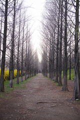 Fototapeta premium road in the forest