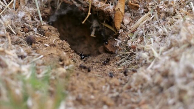 ants on the ground