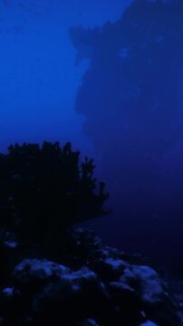 In the serene underwater world, shadows dance among vibrant coral formations. The deep blue water gleams softly, revealing the magic of marine life in tranquil solitude.