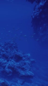 Beneath the surface lies a captivating blue realm where coral formations create a stunning landscape. Swirling fish play among the rocks, inviting explorers to dive deeper and discover more.
