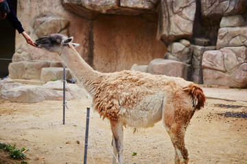 llama in the zoo © mnimage