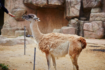llama in the zoo © mnimage