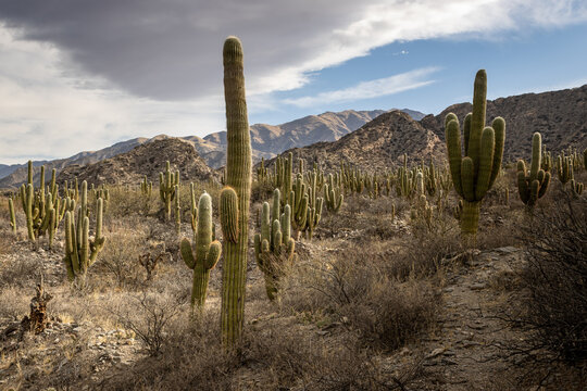 Giant cardon cacti forest with mountain backdrop in Tucuman, Argentina