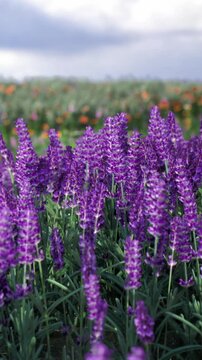 A field alive with lush lavender flowers dances in the soft wind. The vibrant purple hues stretch toward the horizon under a blanket of fluffy clouds. Natures beauty fills the scene.