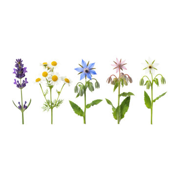 five distinct fresh culinary flower sprigs, including purple lavender and white chamomile, in a high-key studio with a solid white background, showcasing macro detail and natural translucency, clean