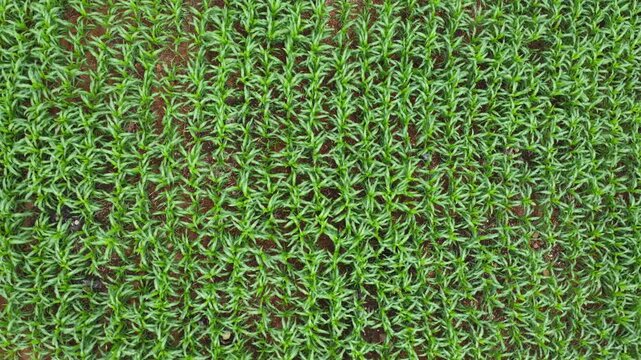 Aerial drone flying forward top view over neatly planted rows of young green corn crops
