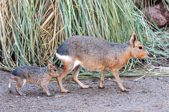 Captive Patagonian mara