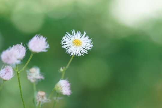 ぼやけた緑色の背景に咲くハルジオンの花(2)