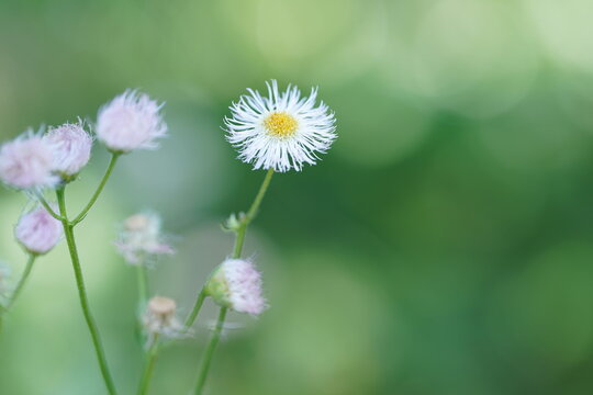 ぼやけた緑色の背景に咲くハルジオンの花(1)