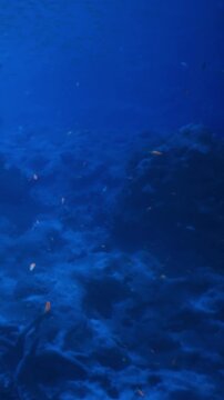 Colors of the ocean blend in harmony as small fish dart among the rocks, dancing in the water. Soft currents create a serene atmosphere for exploring the underwater world.