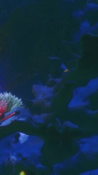 Explore the enchanting aquatic scene where vibrant corals sway gently and small fish dart among the rocks. The deep blue backdrop showcases the beauty of underwater life in a fascinating habitat.