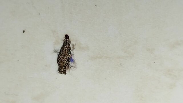 A small, blackish-brown caterpillar pupa with a rough texture is the metamorphosis stage before it transforms into a butterfly or moth.
