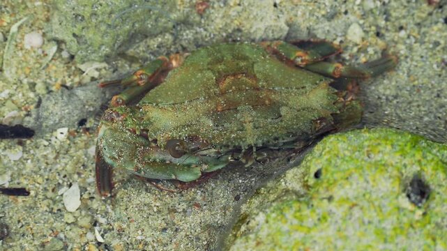 Front View of Green Shore Crab Camouflaged on Sandy Seafloor