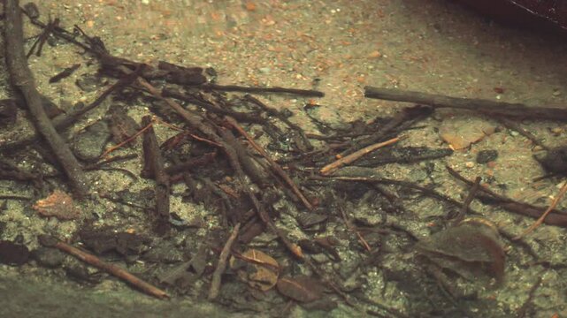 Underwater View of Tropical Stream Bed with Driftwood and Sand