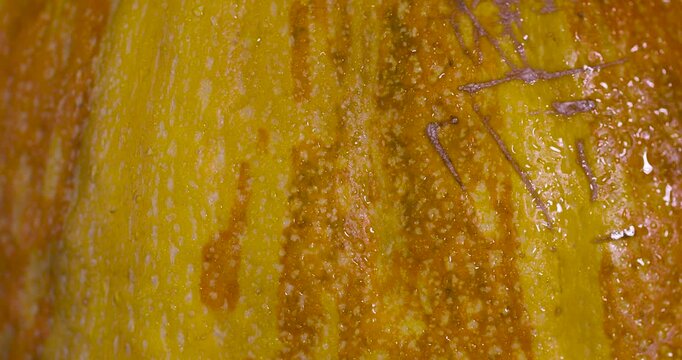The green-yellow texture of the zucchini peel background, the organic surface of the zucchini peel with a mottled pattern 