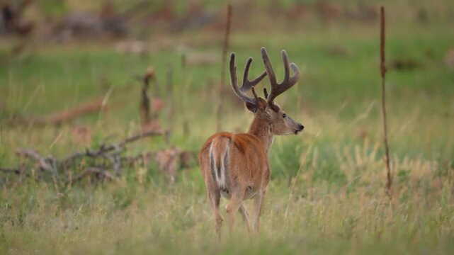 Whitetail Deer (Odocoileus virginianus) mature buck in velvet feeding at daybreak, July in South Dakota.