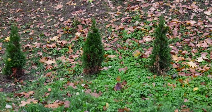 Small green thuja seedlings in a public autumn park, a row of young coniferous thuja trees growing on a grassy slope with leaves