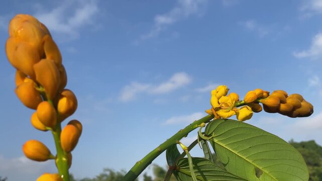Low angle shot of Senna alata candle bush yellow flowers and green leaves against blue sky with white clouds