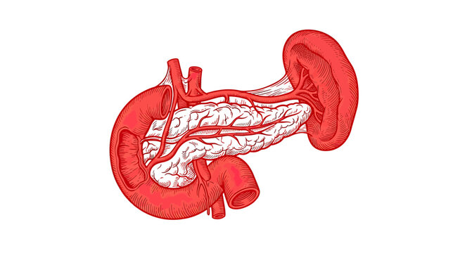 Isolated Human Pancreas and Duodenum Anatomical Illustration