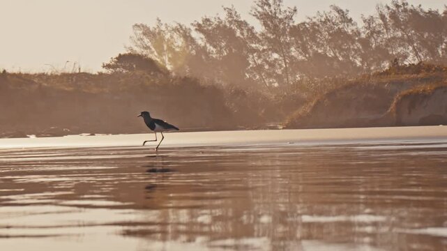 A plover bird walks and forages in shallow water on a sandy beach during golden hour. The static shot captures the bird's movements and reflections, ideal for nature documentaries or serene travel ...