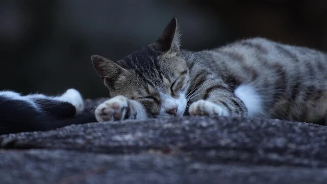 Close-up of a tabby cat sleeping on a large boulder during blue hour